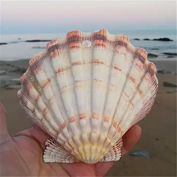Gamtos myli didelės šukutės shell žuvų bakas akvariumas dekoratyvinės Namų Puošybai shell didelis baltas kriauklių,